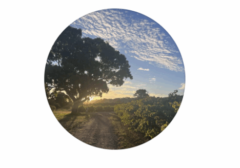 Tapara Vineyards, Australia